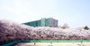 Cherry Blossom Ulsan University