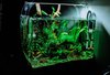 Cara membuat aquarium dari botol bekas