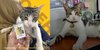 Deretan Potret Lucu Soleh, Kucing Kantor Pajak Serpong yang Berposisi sebagai 'Penuluh Ahli Meow'
