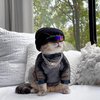 Potret Terbaru Benson, Kucing Jalanan yang Makin Eksis jadi Selebgram