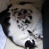 Sederet Kucing Pacaran yang Uwu Banget, Jomblo Dilarang Iri