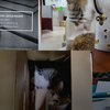 Deretan Potret Lucu Soleh, Kucing Kantor Pajak Serpong yang Berposisi sebagai Penuluh Ahli Meow