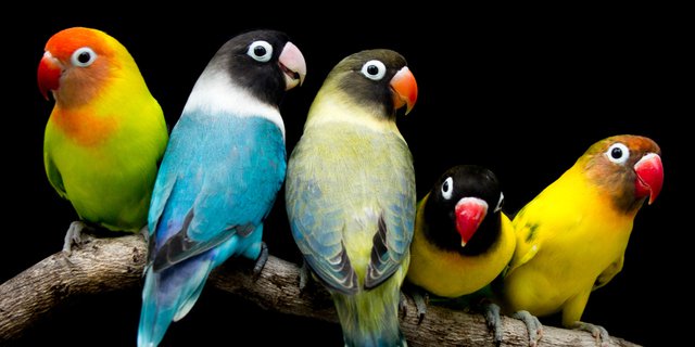 lovebird biru kepala hitam