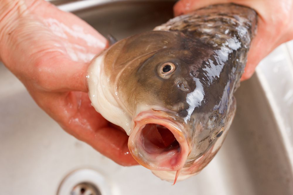 Cara Menghilangkan Bau Amis pada ikan