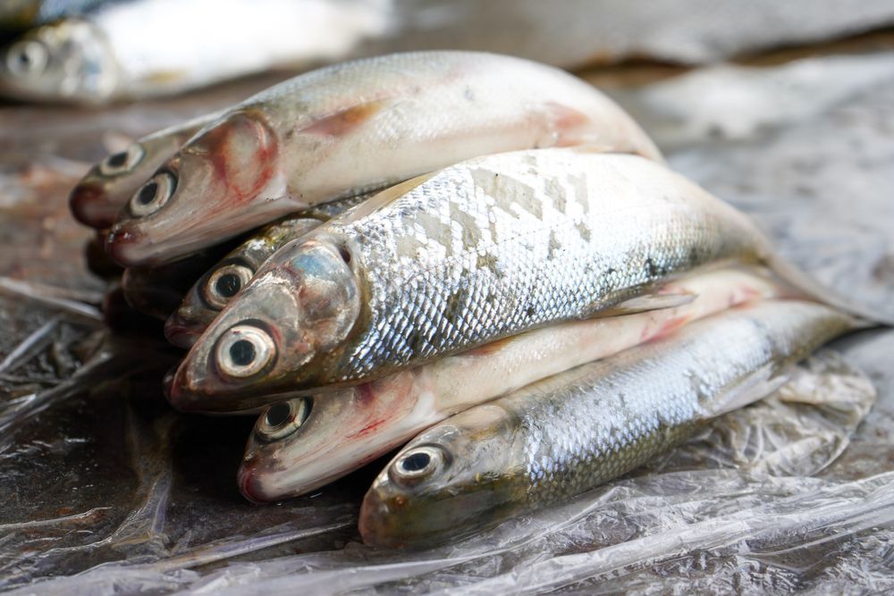 Cara Menghilangkan Bau Amis pada Ikan