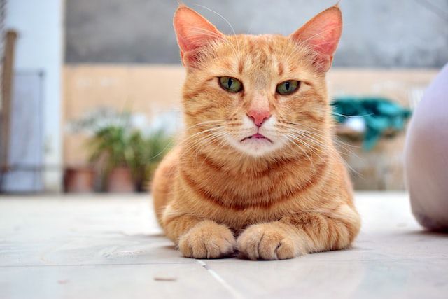 Cara Mengusir Kucing Liar Agar Tidak Berak Sembarangan
