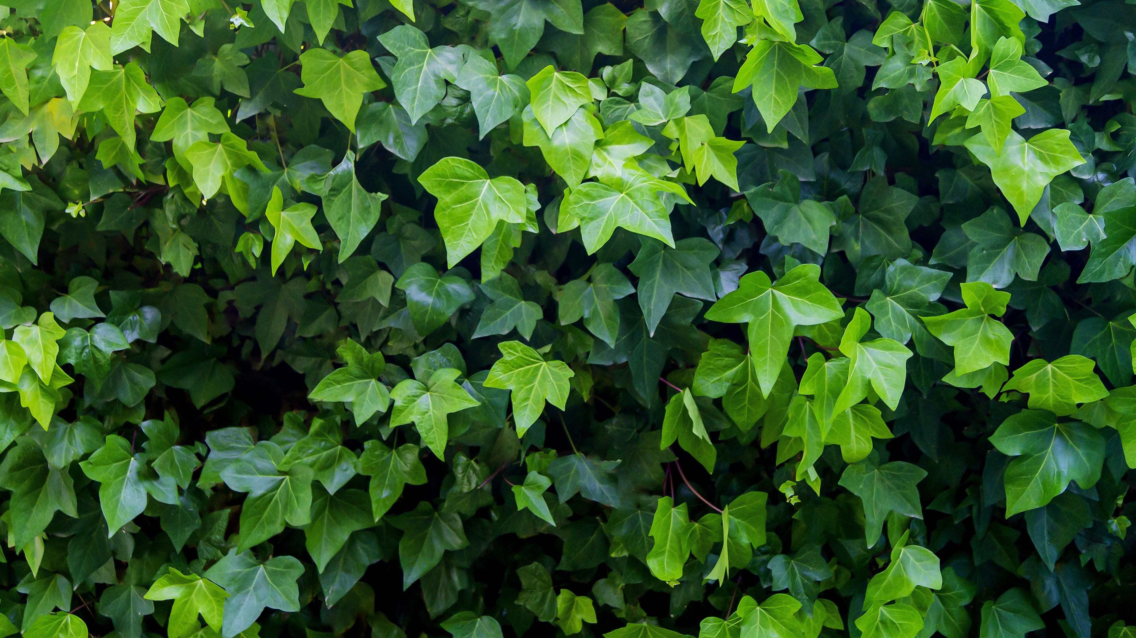 Tanaman Hias Pembersih Udara - Ivy