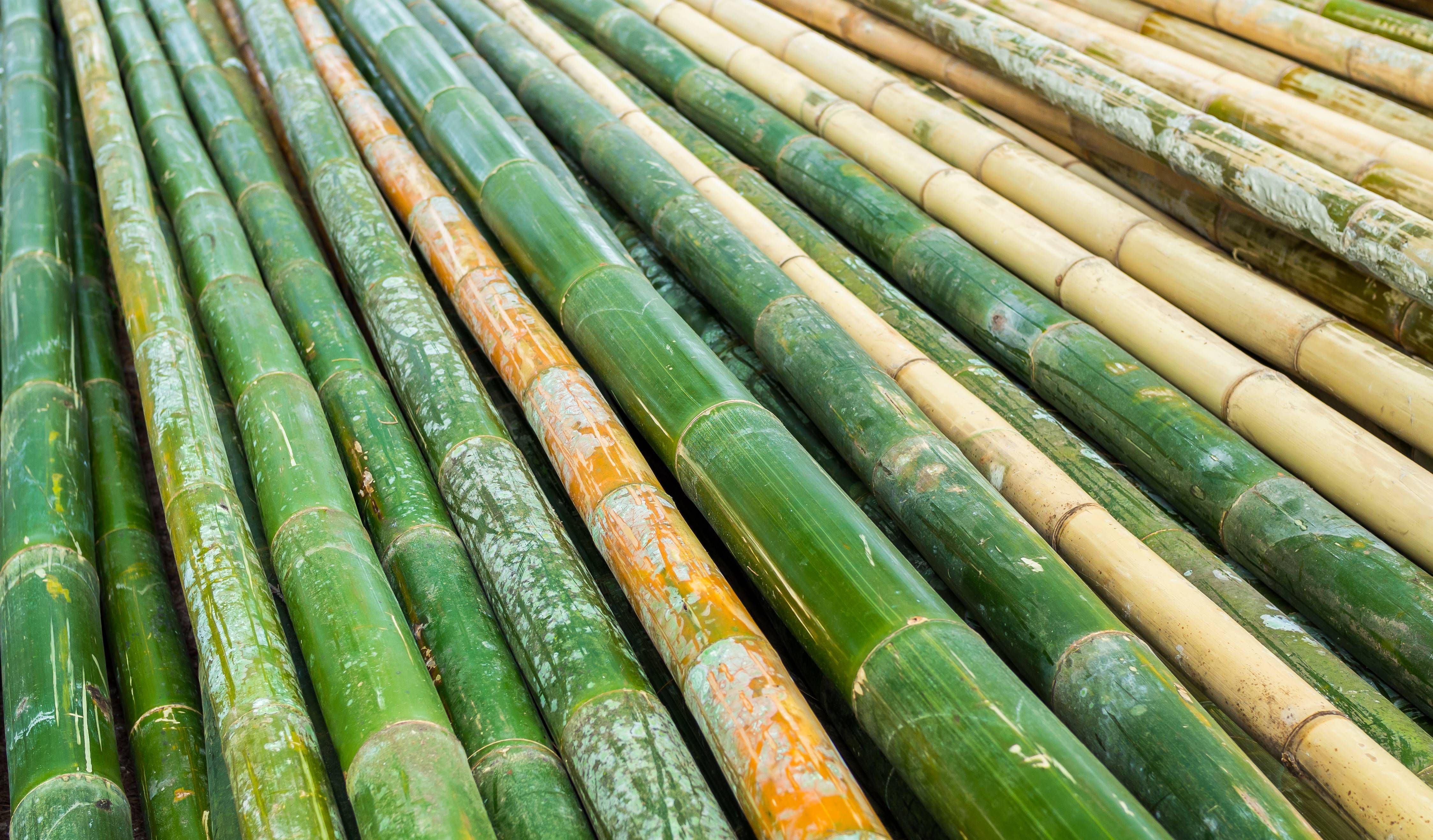Cara Membersihkan Selang Air Berlumut - Ranting Bambu