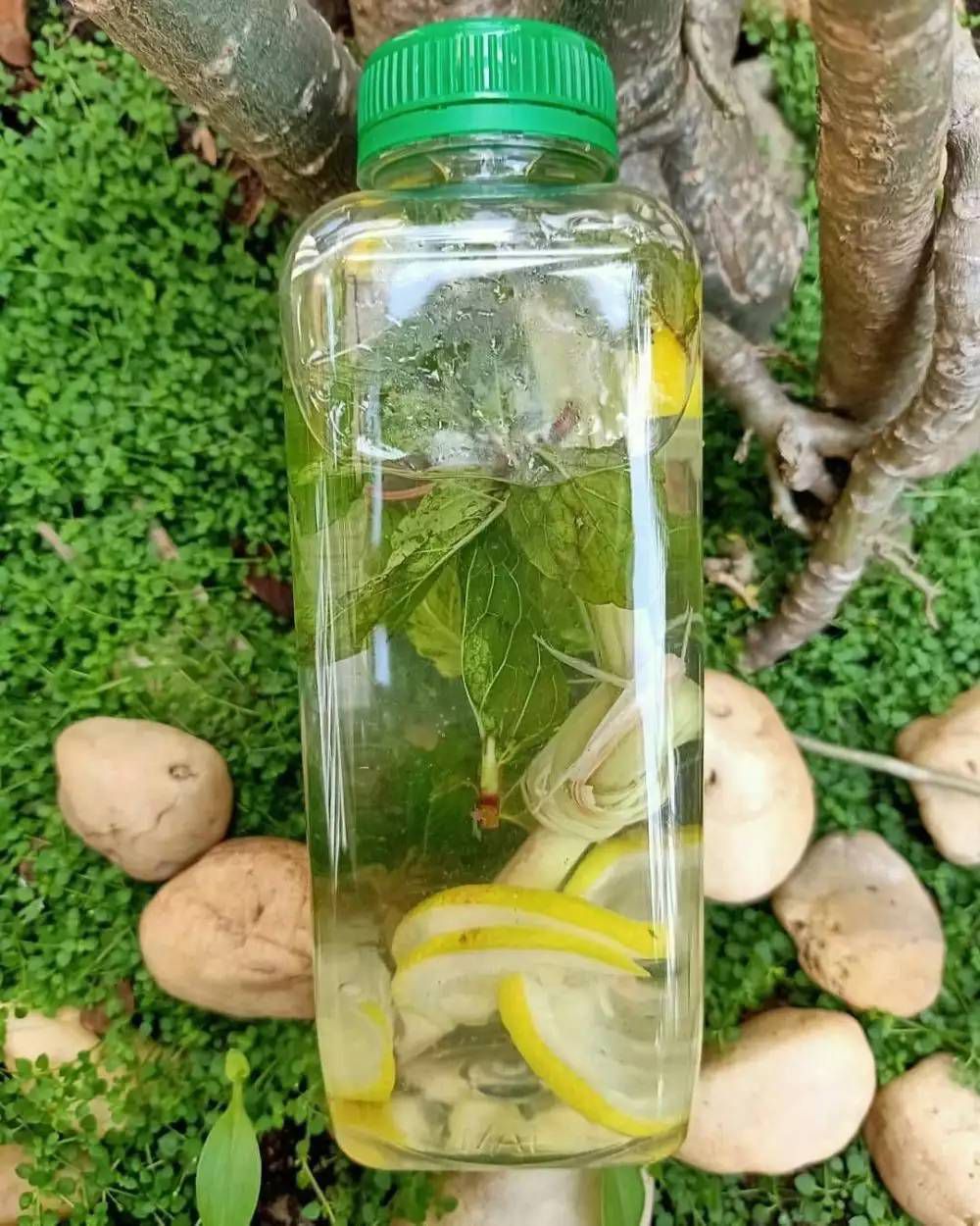 Cara Membuat Infused Water Lemon Serai