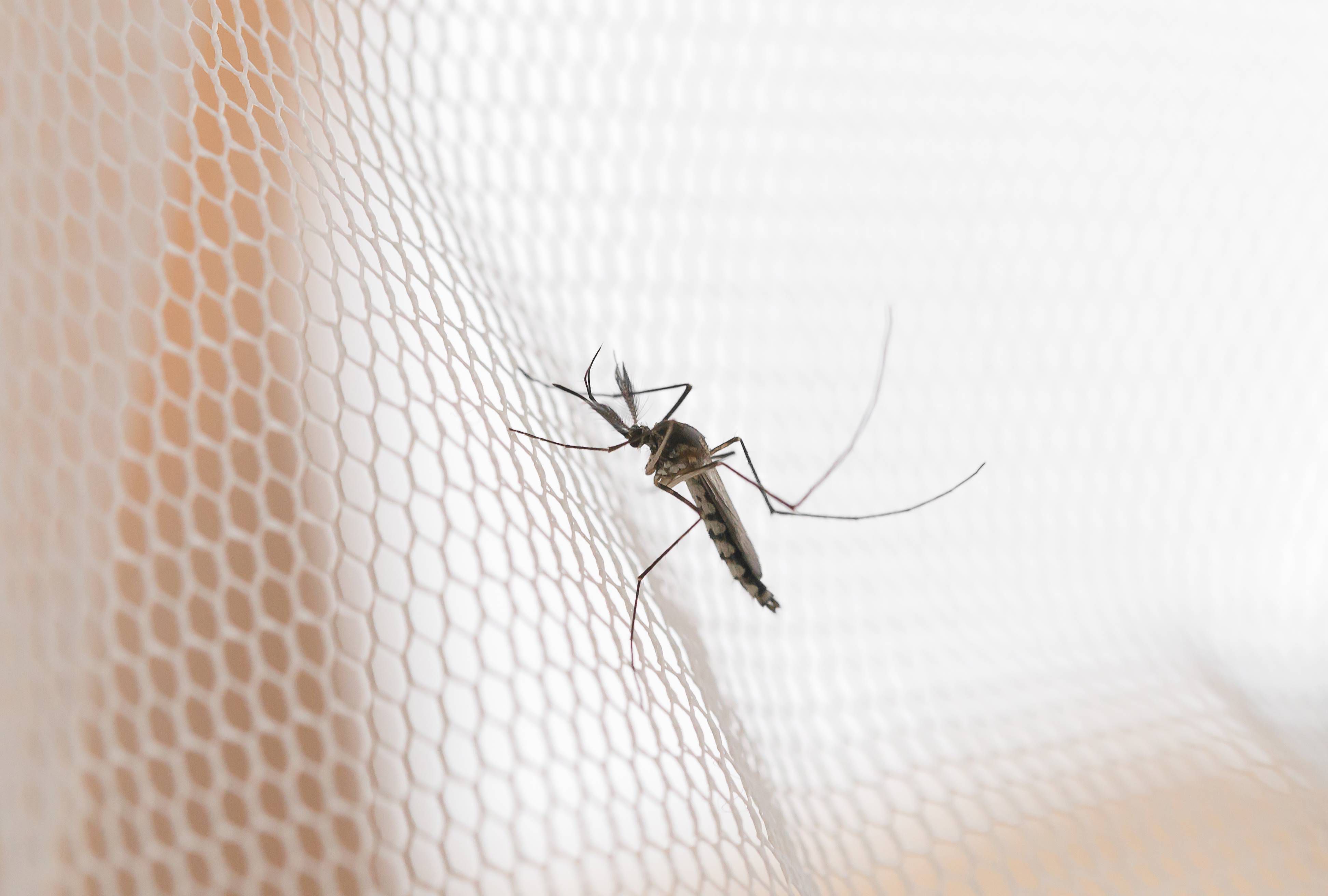 Cara Mengusir Nyamuk di Kamar