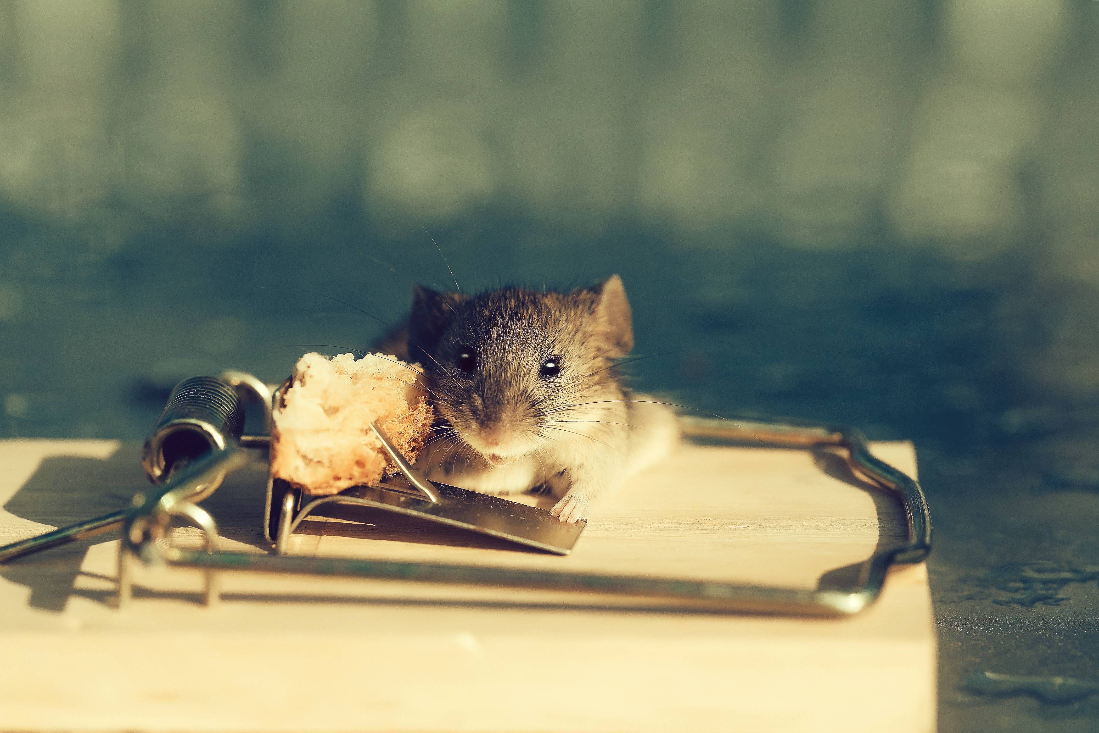 Cara Mengusir Tikus di Plafon