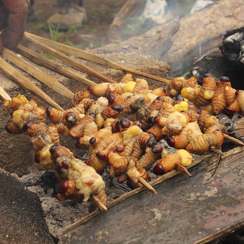 Kenapa Sih Orang Papua Suka Makan Ulat Sagu Ternyata Ini Alasannya Diadonaid 4525