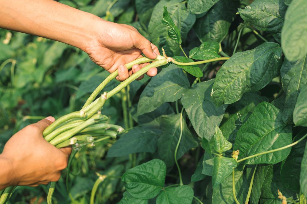 Cara Menanam Kacang Panjang Di Polybag Atau Hidroponik Agar Hasilnya Optimal Cobain Yuk 9735