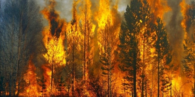 Penyebab Kebakaran Hutan di Riau dan Israel Ternyata Sama, Gara-Gara Hal Ini!