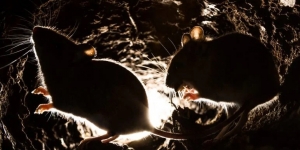 20 Cara Ampuh Mengusir Tikus Curut di Rumah yang Bisa Kamu Coba Sekarang Juga!