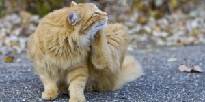 Cara Menghilangkan Kutu Kucing yang Membandel Secara Alami, Dijamin Ampuh dan Aman