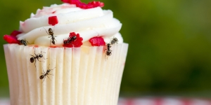 Gak Sengaja Makan Semut Bisa Kehilangan Ingatan, Mitos atau Fakta?