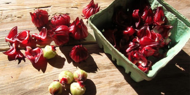 9 Manfaat Bunga Rosella Kering dan Teh Rosella untuk Kesehatan, Enak dan Kaya Antioksidan