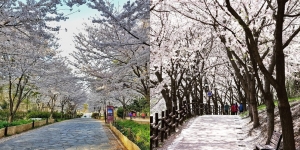 Suka dengan Bunga Sakura? 5 Tempat ini Bisa Kamu Kunjungi Saat Pergi ke Ulsan Korea Selatan