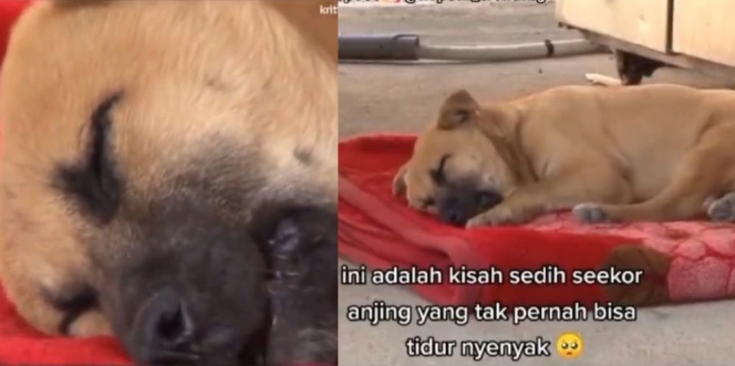 Sering Disiksa, Anjing Malang ini Selalu Menangis dan Berteriak Histeris dalam Setiap Tidurnya 