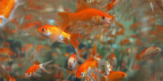 Deretan Jenis-Jenis Ikan Hias Air Tawar Berukuran Kecil yang Mudah Dipelihara
