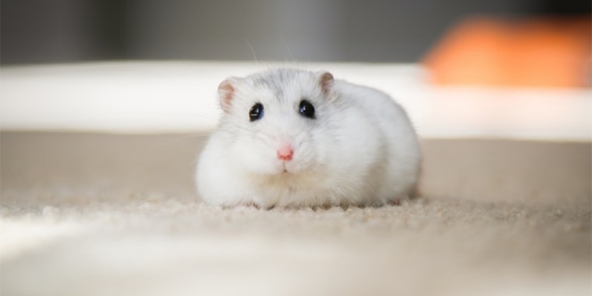 Jenis-Jenis Hamster yang Jinak dan Tidak Menggigit, Cocok Dijadikan Hewan Peliharaan nih