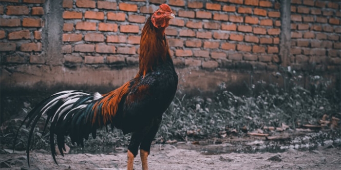 Jenis-Jenis Ayam Aduan dan Hias yang Paling Banyak Dicari untuk Dipelihara