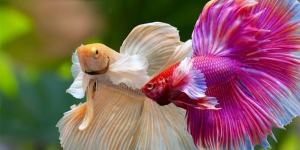 Kenali 20 Jenis Ikan Cupang yang Punya Bentuk Indah, Bisa untuk Peliharaan di Rumah