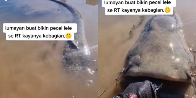 Viral Penampakan Ikan Lele Dumbo Raksasa Bisa Buat Makan Se Rt Nih