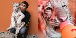 10 Potret Alshad Ahmad Bareng Selen si 'Anak Bungsu', Harimau Benggala Putih yang Super Gemes!