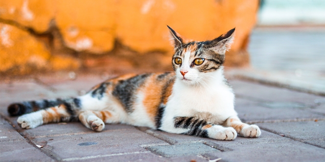 Nama Nama Kucing Jantan Keren dan Aesthetic, Julukan Terindah Buat Anabul Tercinta