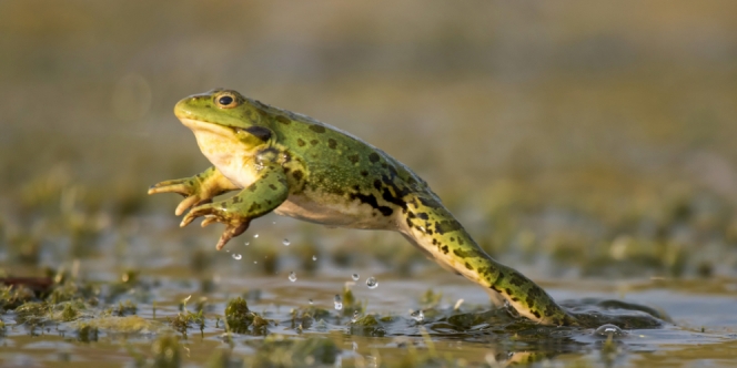 Nama Organ Gerak Katak, Fungsi dan Fakta Menarik Tentang Binatang Amfibi ini