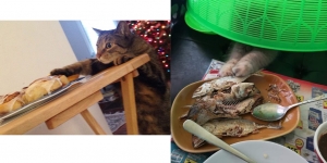 Diam Hobinya Tidur Bergerak Malah Bikin Sebel, Ini 10 Momen Kucing Ketahuan 'Curi' Makanan