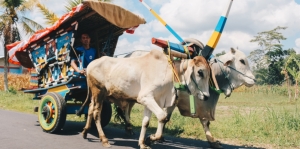Naik Gerobak Sapi Susuri Desa Bengking, Nikmati Wisata Petik Jeruk dengan Sensasi Berbeda Bareng Keluarga