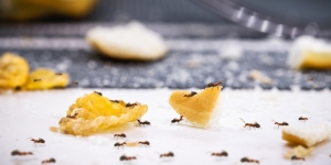 10 Cara Ampuh Agar Makanan Tidak Didekati Semut, Pakai Bahan Alami yang Murah Meriah