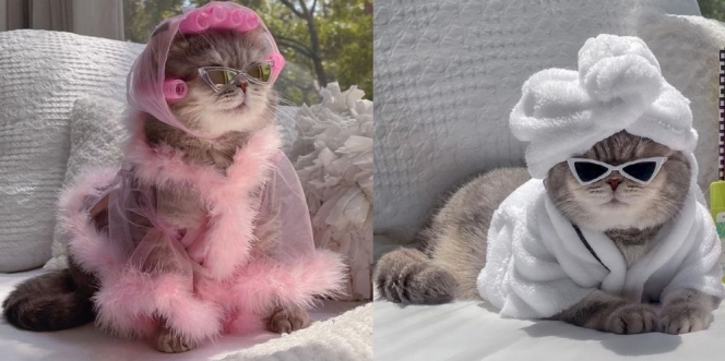 Potret Terbaru Benson, Kucing Jalanan yang Makin Eksis jadi Selebgram