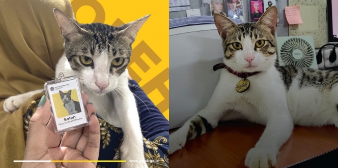 Deretan Potret Lucu Soleh, Kucing Kantor Pajak Serpong yang Berposisi sebagai Penuluh Ahli Meow